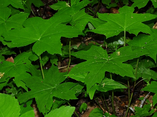 {Hydrophyllum canadense}